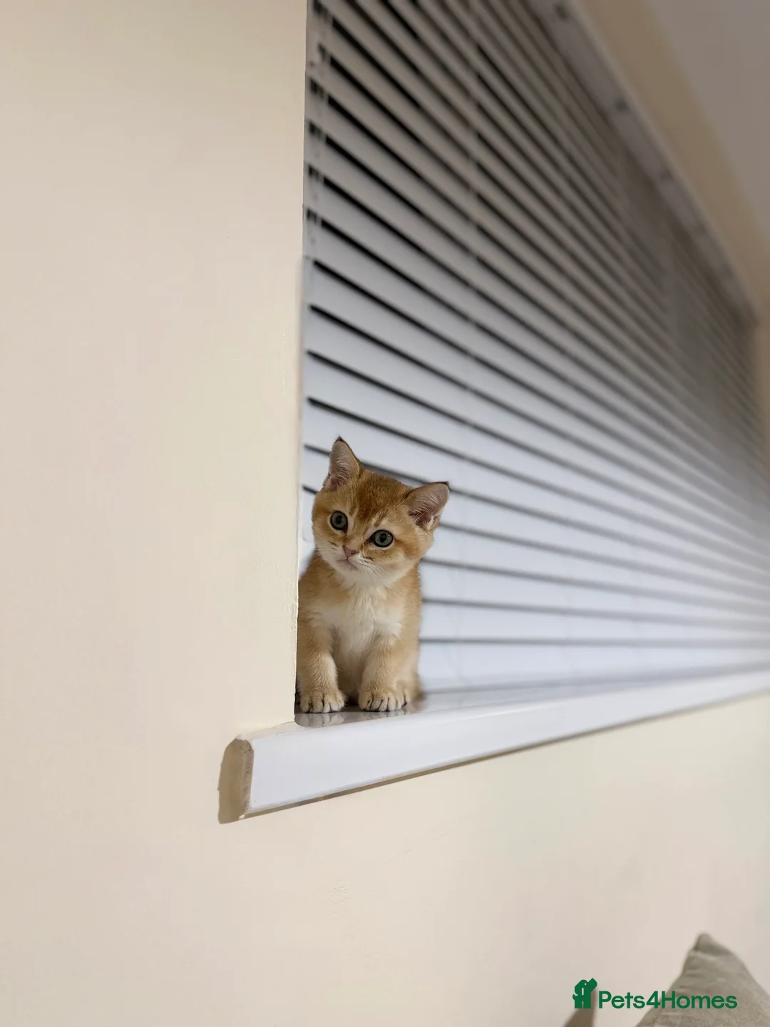 Scottish Fold cats for sale: My Scottish Straight Kitten 🐾 in Manchester - Advert 2