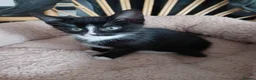 Mixed Breed cats for sale: Baby kittens  - Advert 3