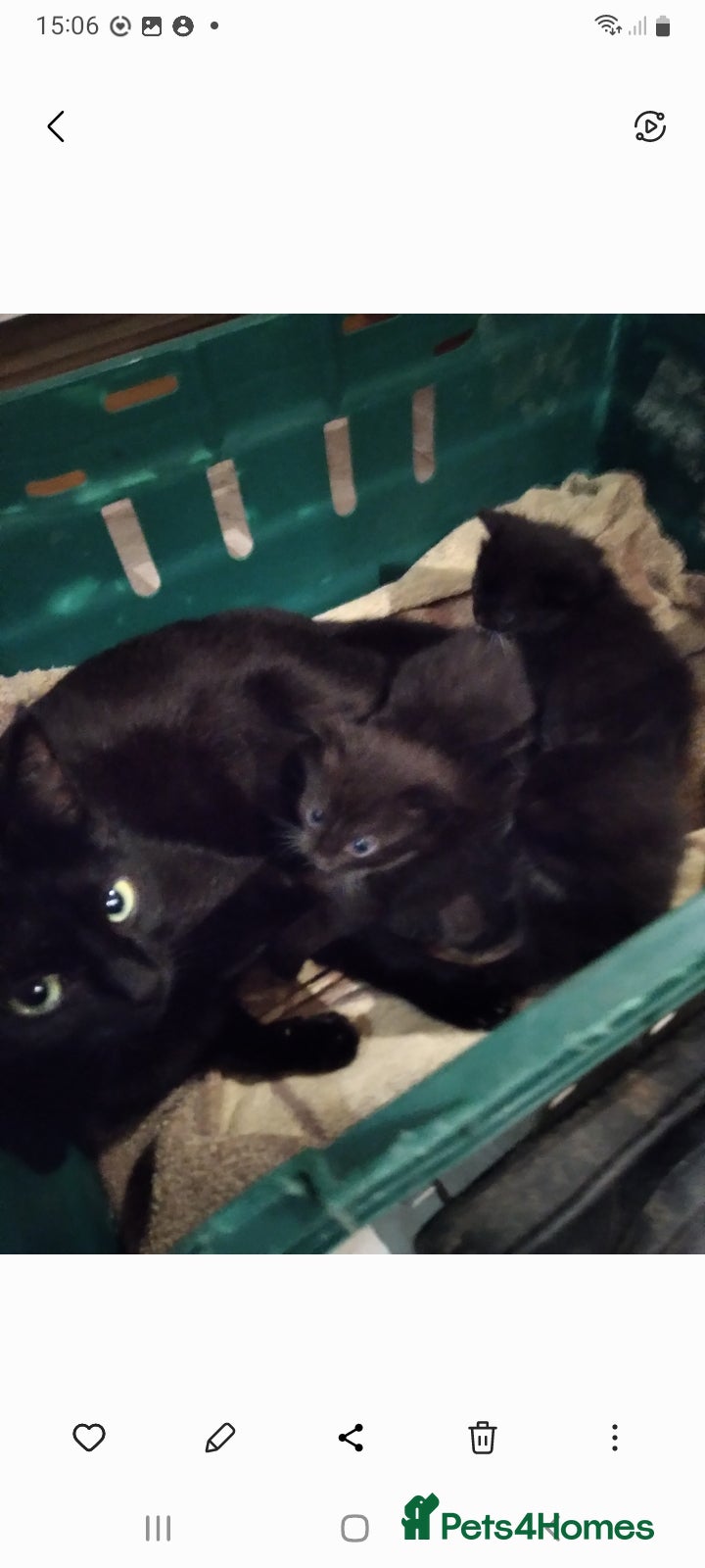 Mixed Breed cats Beautiful kitten's  - Advert 1