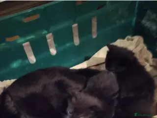 Mixed Breed cats Beautiful kitten's - Advert 1