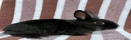 Lionhead rabbits for sale: Young female Lionhead cross  - Advert 3