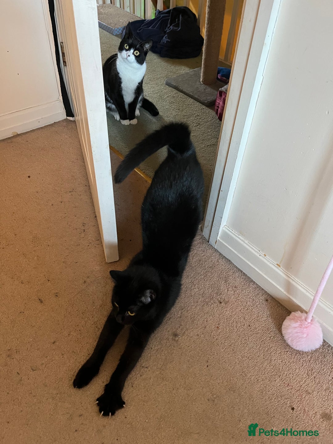 Mixed Breed cats for adoption: Rescue siblings Bumble and Bee need 1st ever home - Advert 2
