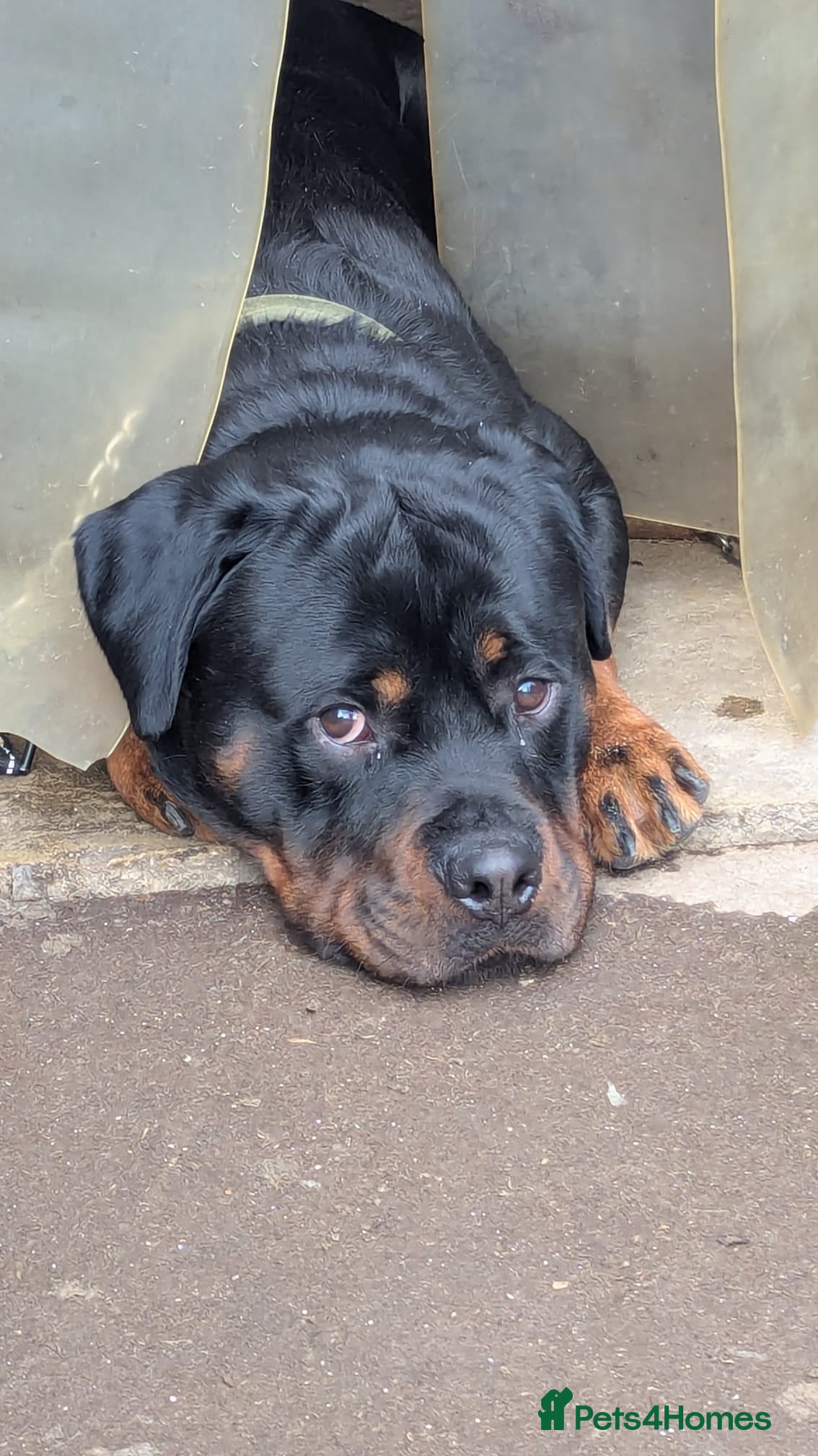 Rottweiler dogs 💔 Reluctant Rehoming 💔 - Advert 8