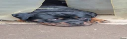 Rottweiler dogs for sale: 💔 Reluctant Rehoming 💔 - Advert 1