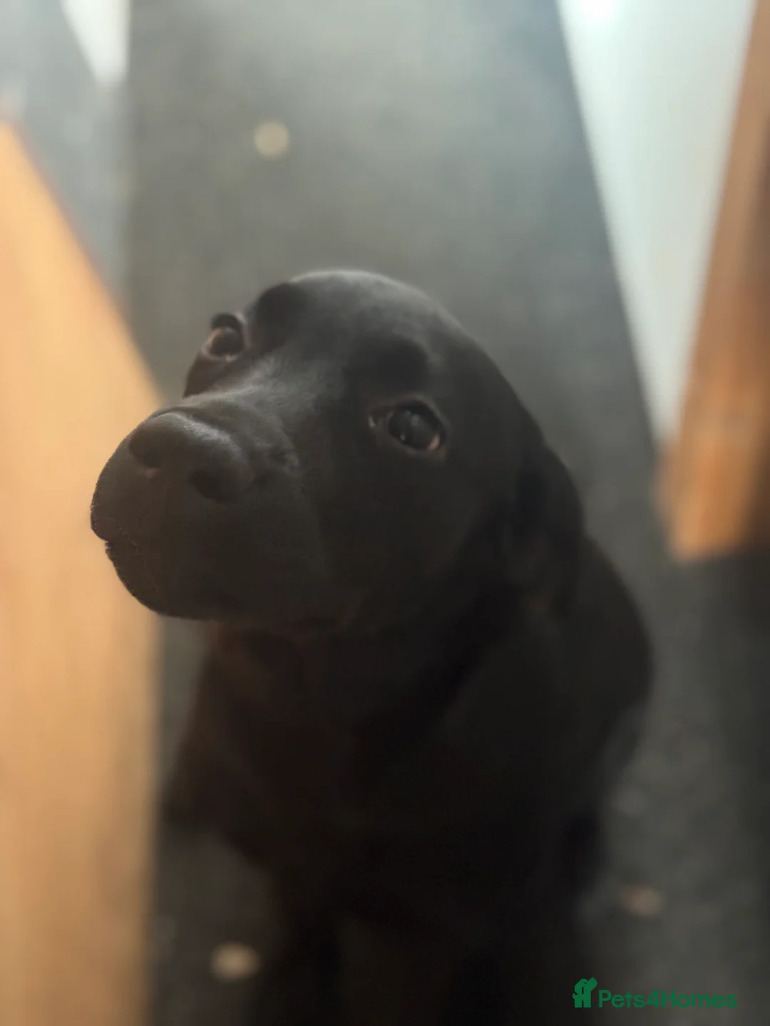 Labrador Retriever dogs for sale: Meg - Labrador retriever  in Tyn-y-Gongl - Advert 2