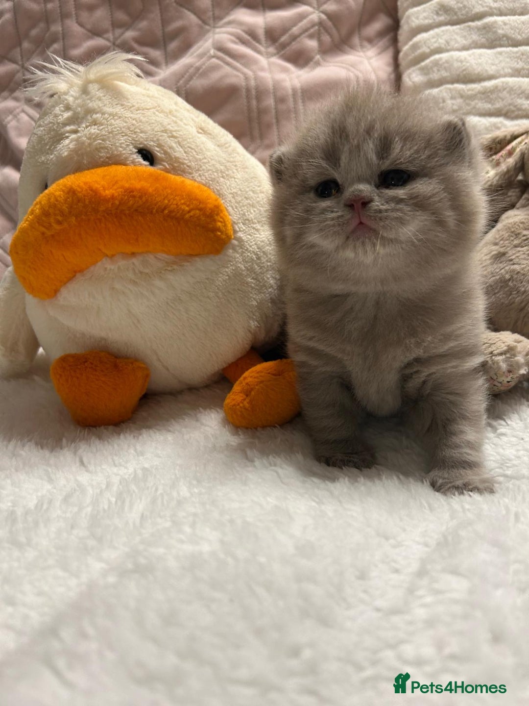 British Shorthair cats for sale: GCCF BRITISH SHORTHAIR KITTENS - Advert 7