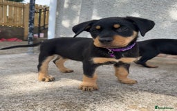 Rottweiler dogs for sale: Healthy Rottweiler puppies ready now  - Image 8