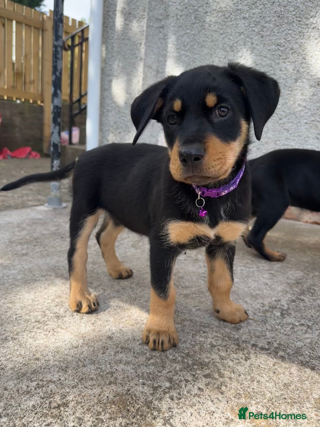 Rottweiler dogs for sale: Healthy Rottweiler puppies ready now  - Image 8