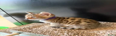 Purple Bengal