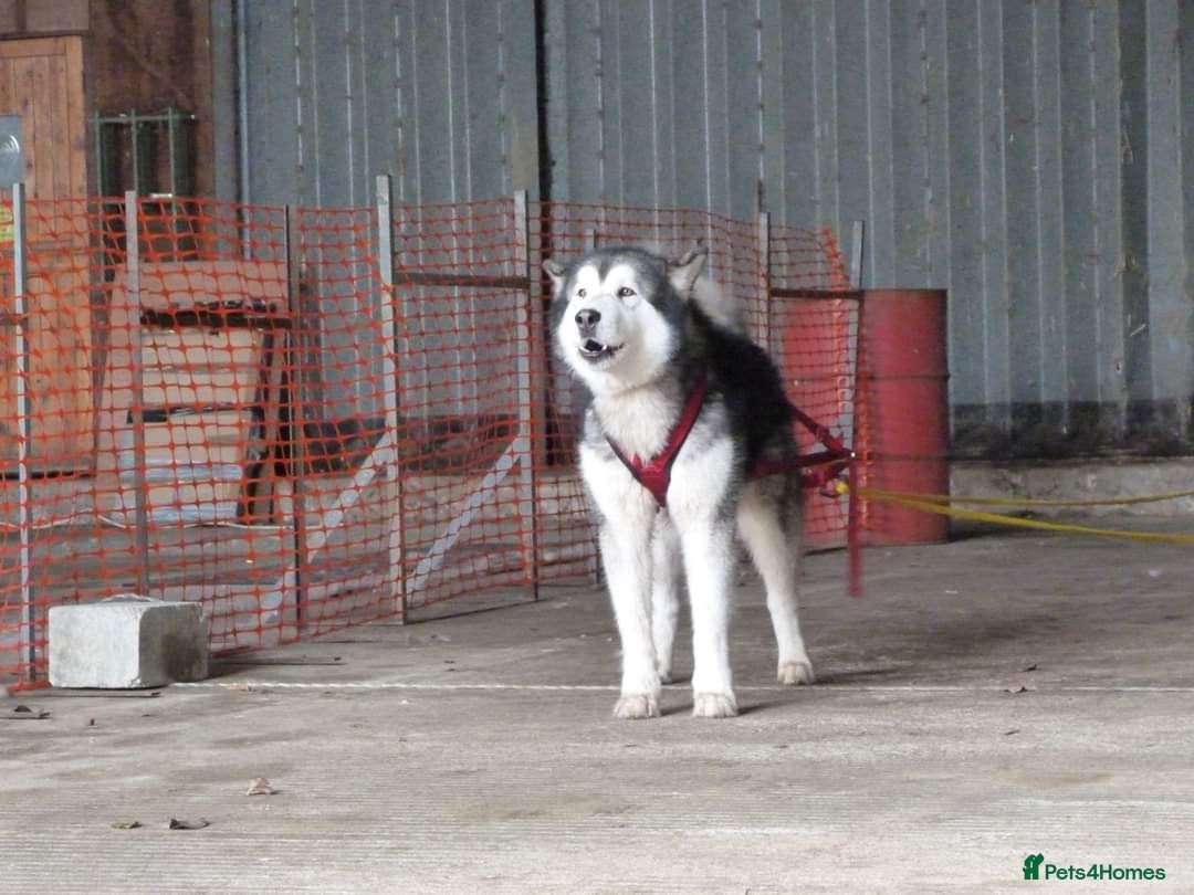 Alaskan Malamute dogs for stud: Alaskan Malamute Stud PROVEN in Darwen - Image 1