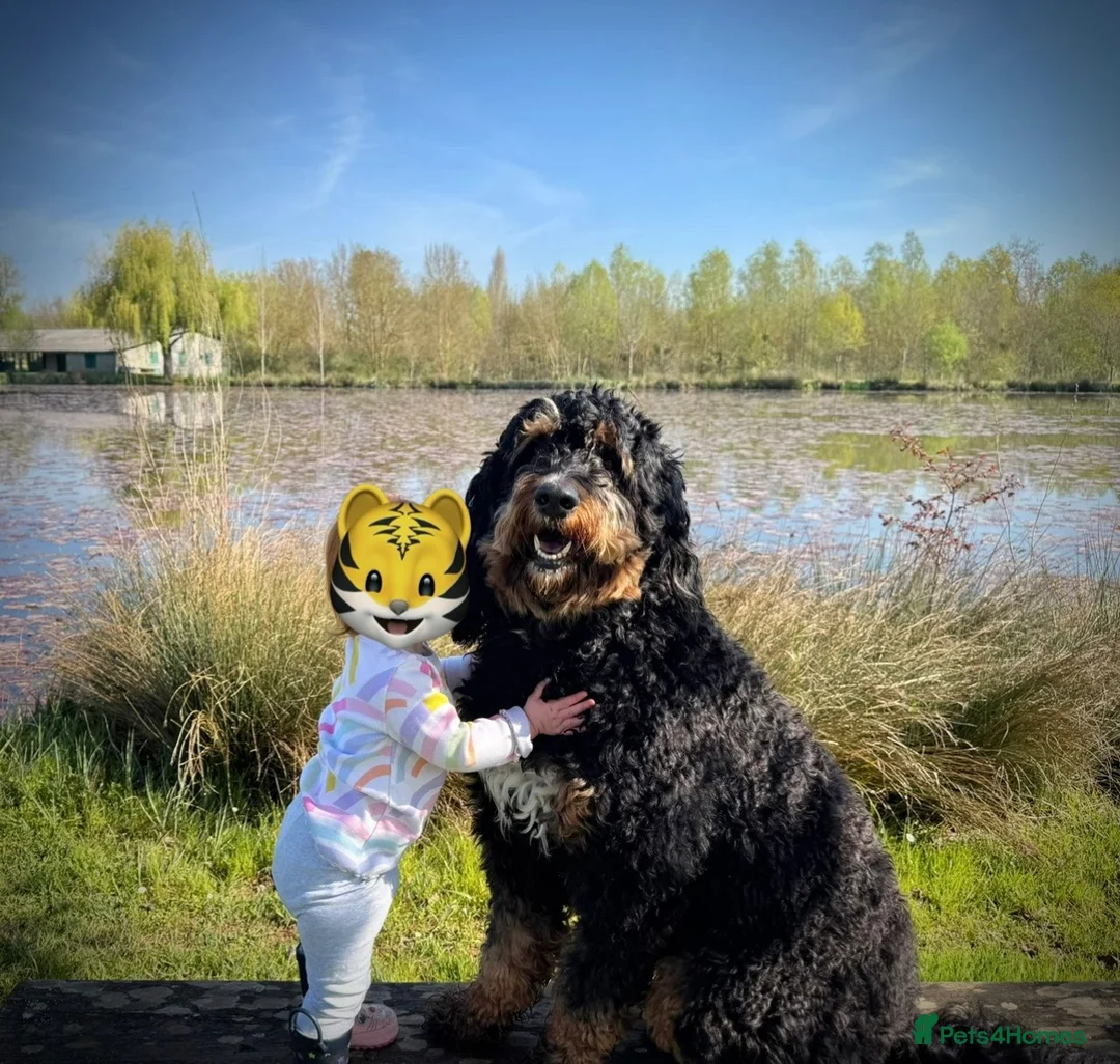 Bernedoodle dogs for sale: Bernedoodle Puppies for Sale in Romford - Advert 12