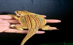 Bearded Dragon reptiles for sale: Pogona vitticeps + vitticeps/Barbata hybrids - Image 24