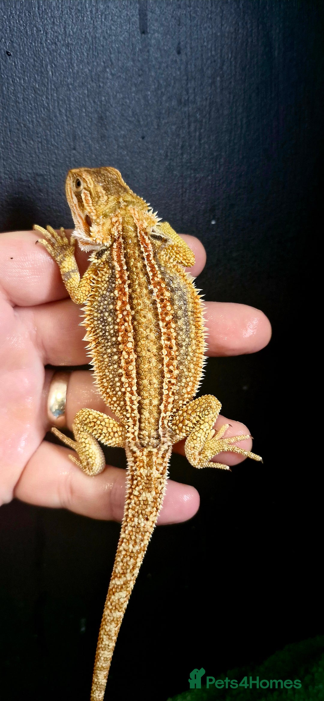 Bearded Dragon reptiles for sale: Pogona vitticeps + vitticeps/Barbata hybrids - Image 24