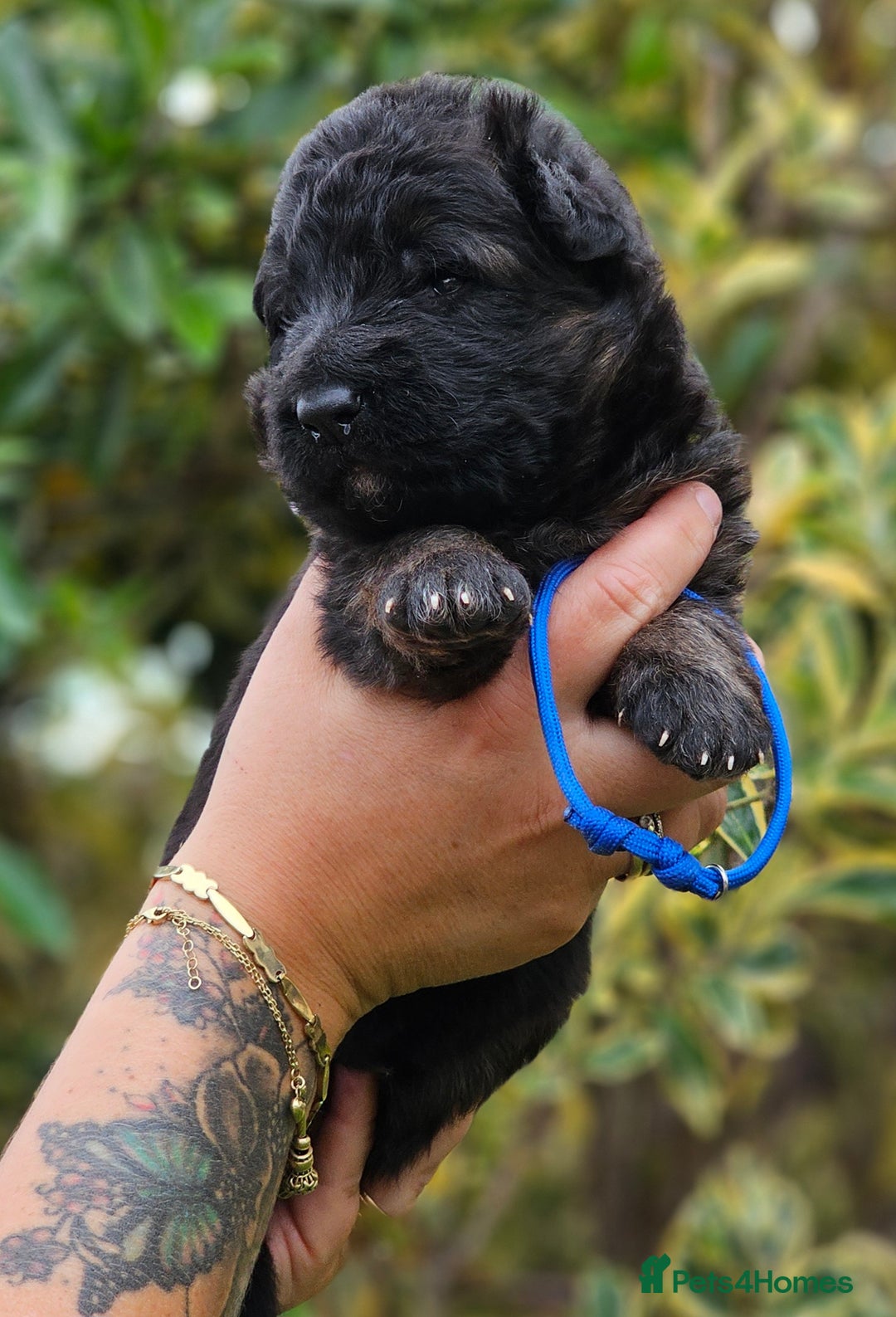 German Shepherd dogs for sale: Long Coat, Health tested, DM clear, GSD pups - Image 35