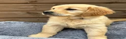 Golden Retriever dogs for sale: 🩷READY NOW  Only one girls left 🩷 - Advert 6