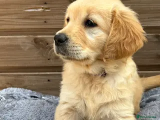 Golden Retriever dogs READY NOW Only 2 girls and 1 boy left.💙🩷 - Advert 7