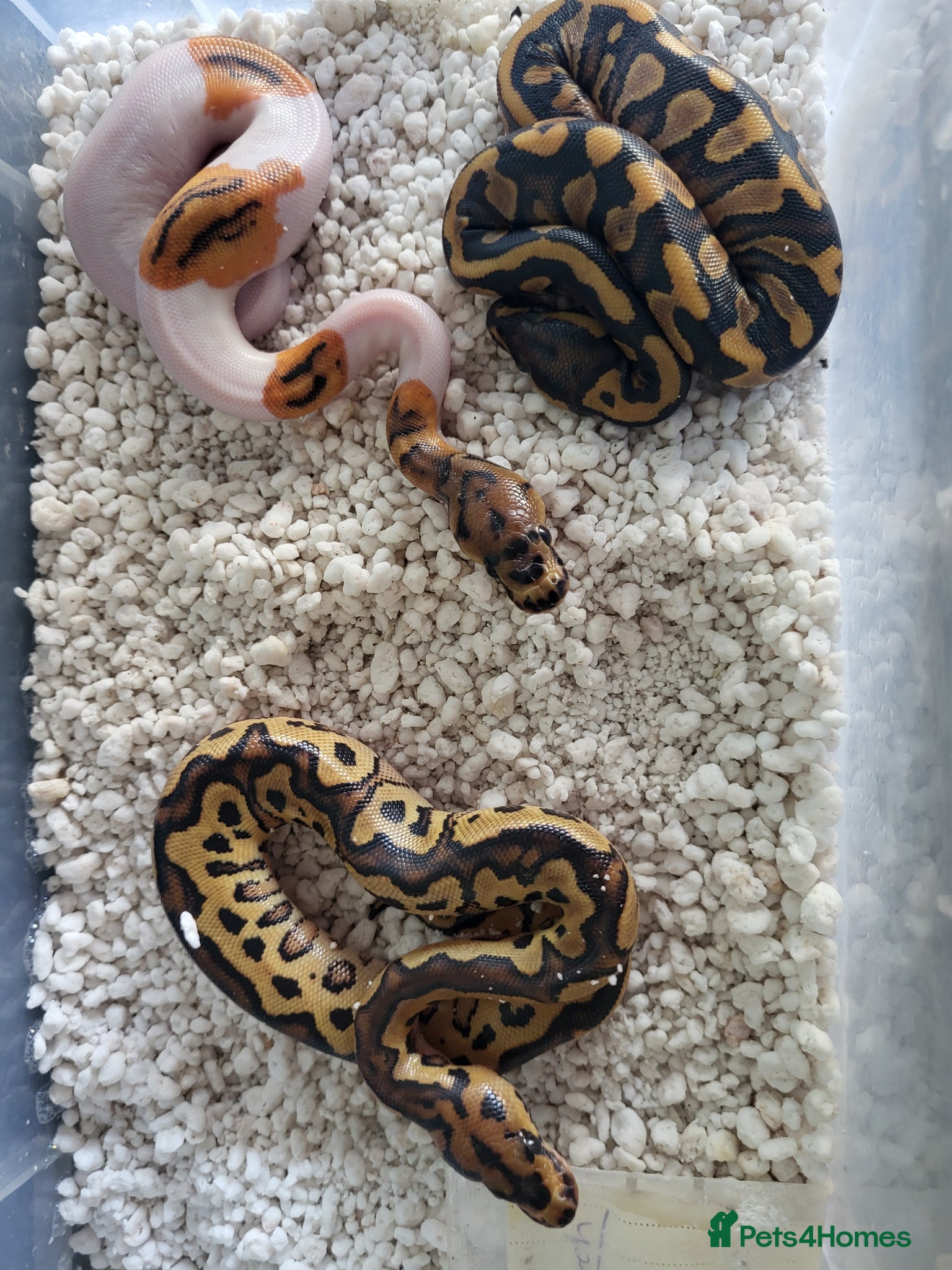 Python Snake reptiles Royal Pythons available  - Advert 2