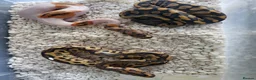 Python Snake reptiles for sale: Royal Pythons available  - Advert 2