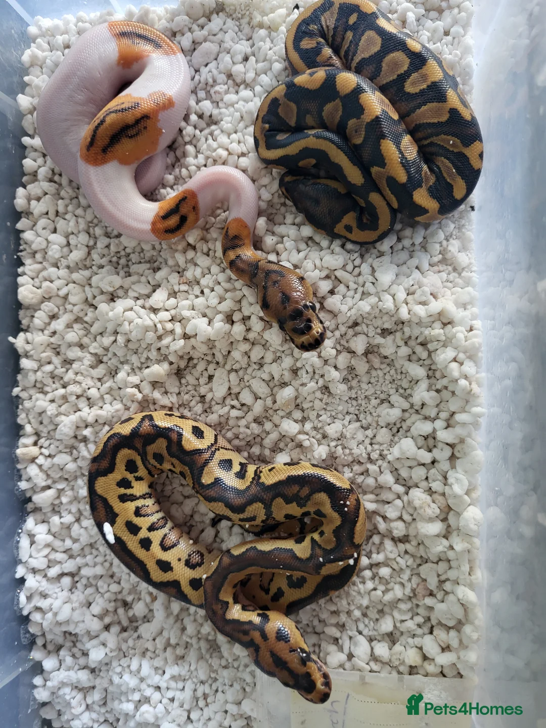 Python Snake reptiles for sale: Royal Pythons available  - Advert 2