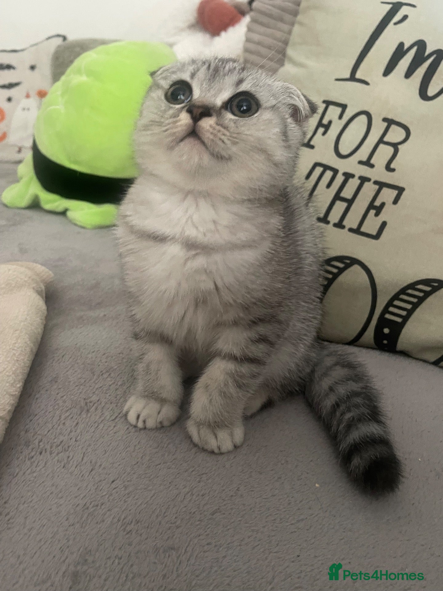 Scottish Fold cats 2 kittens ready now! ❤️ price reduced❤️ - Advert 14