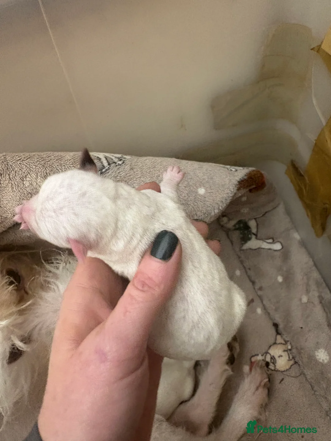 Jack Russell dogs for sale: Beautiful wire haired Jack Russell Puppies - Advert 8