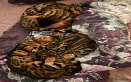 Bengal cats for sale: Bengal kittens  - Image 4