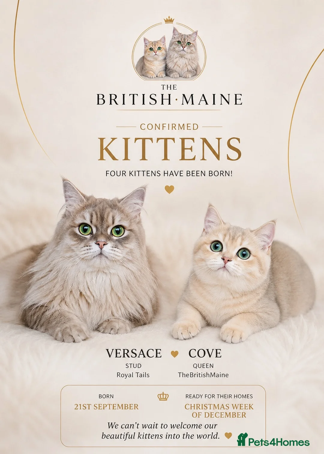 British Shorthair cats for sale: Golden Blue British Shorthairs  - Advert 1
