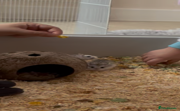 Hamster rodents 2 Brother Dwarf Hamster  - Advert 4