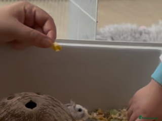 Hamster rodents 2 Brother Dwarf Hamster - Advert 3