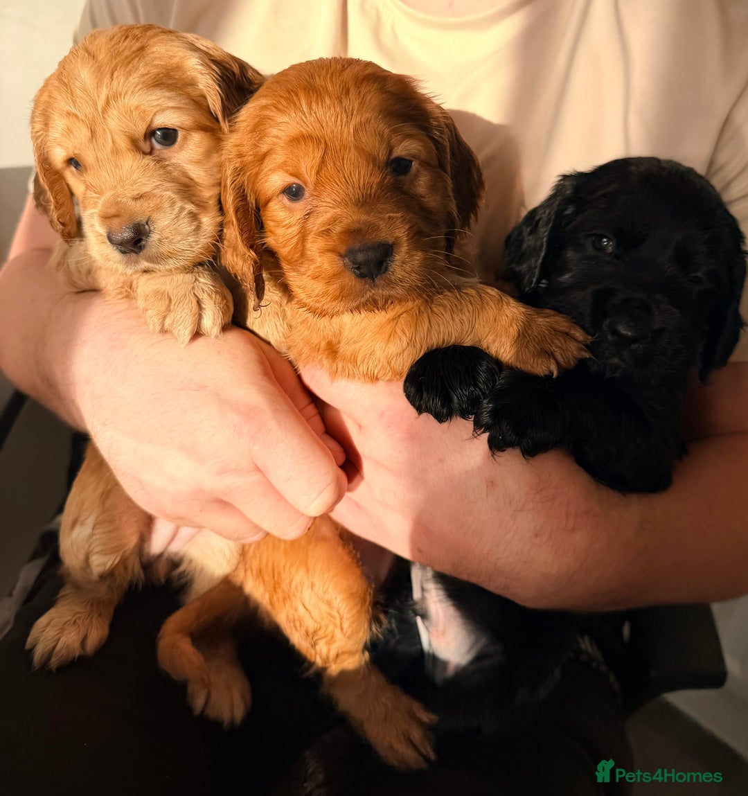 Cocker Spaniel dogs for sale: Kc Cocker spaniel puppies - Image 1
