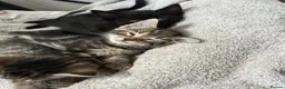 Mixed Breed cats for sale: Mixed Breed Tabby Shorthair Kittens in Sheffield - Advert 8