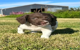 English Springer Spaniel dogs for sale: English Springer Spaniels - Image 4