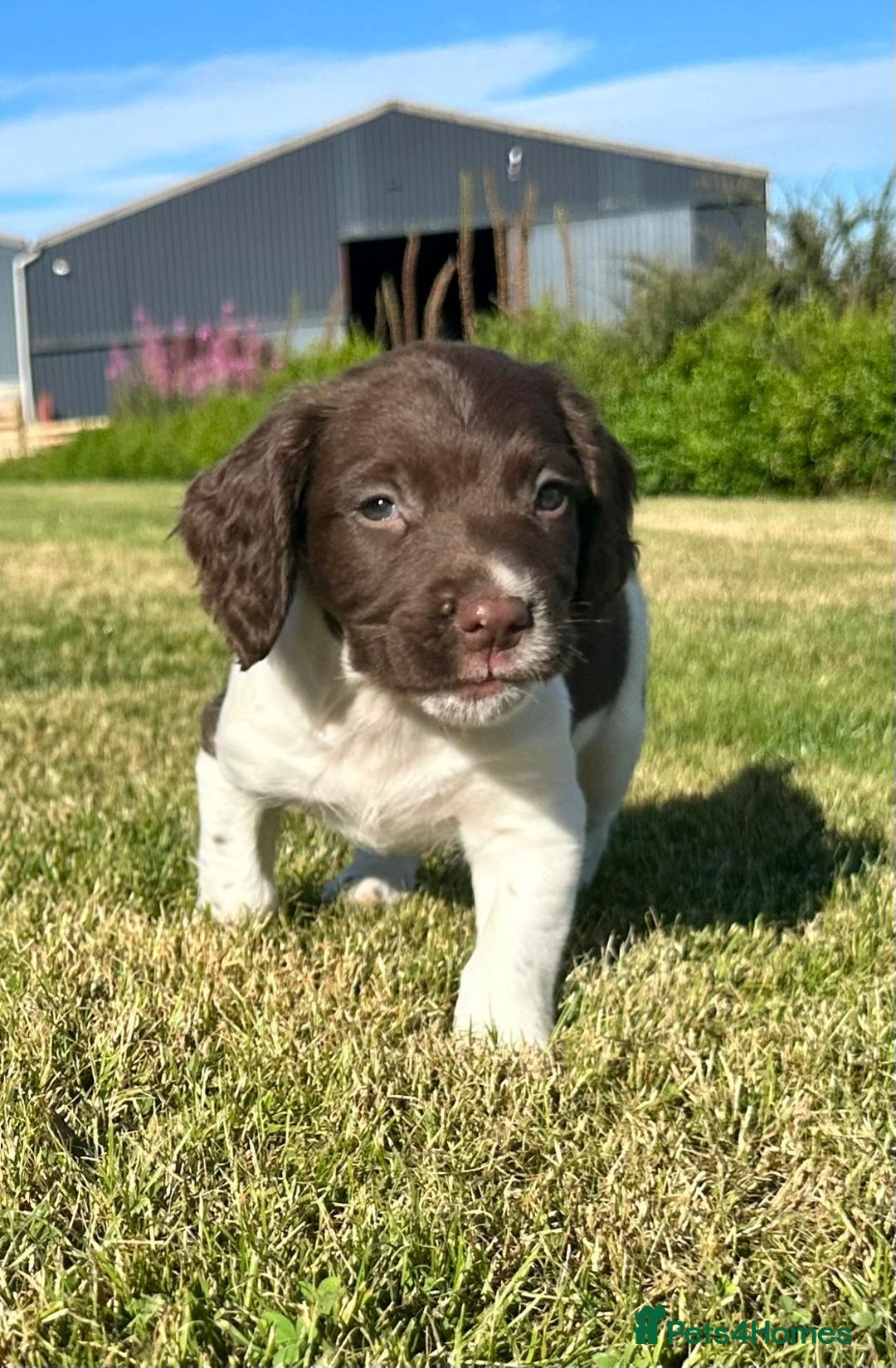 English Springer Spaniel dogs for sale: English Springer Spaniels - Image 4