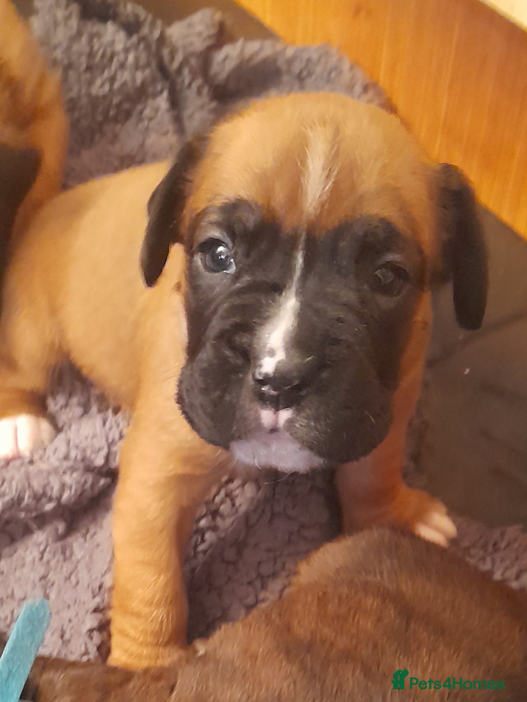 Boxer dogs for sale: Beautiful boxer pups for sale - Advert 10