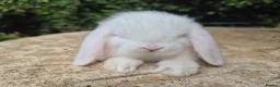 Mini Lop rabbits for sale: 🍓Gorgeous mini lop babies 🍓 - Advert 5