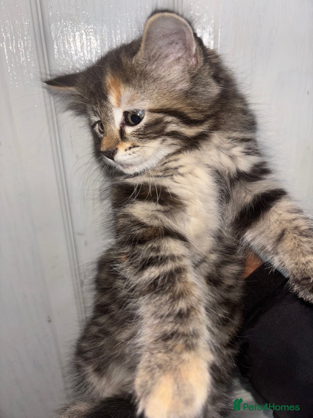 Maine Coon cats for sale: Beautiful main coons kitten for sale  - Image 4
