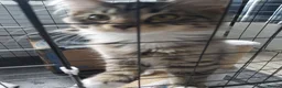 Mixed Breed cats for sale: Gorgeous kittens in Largs - Advert 6