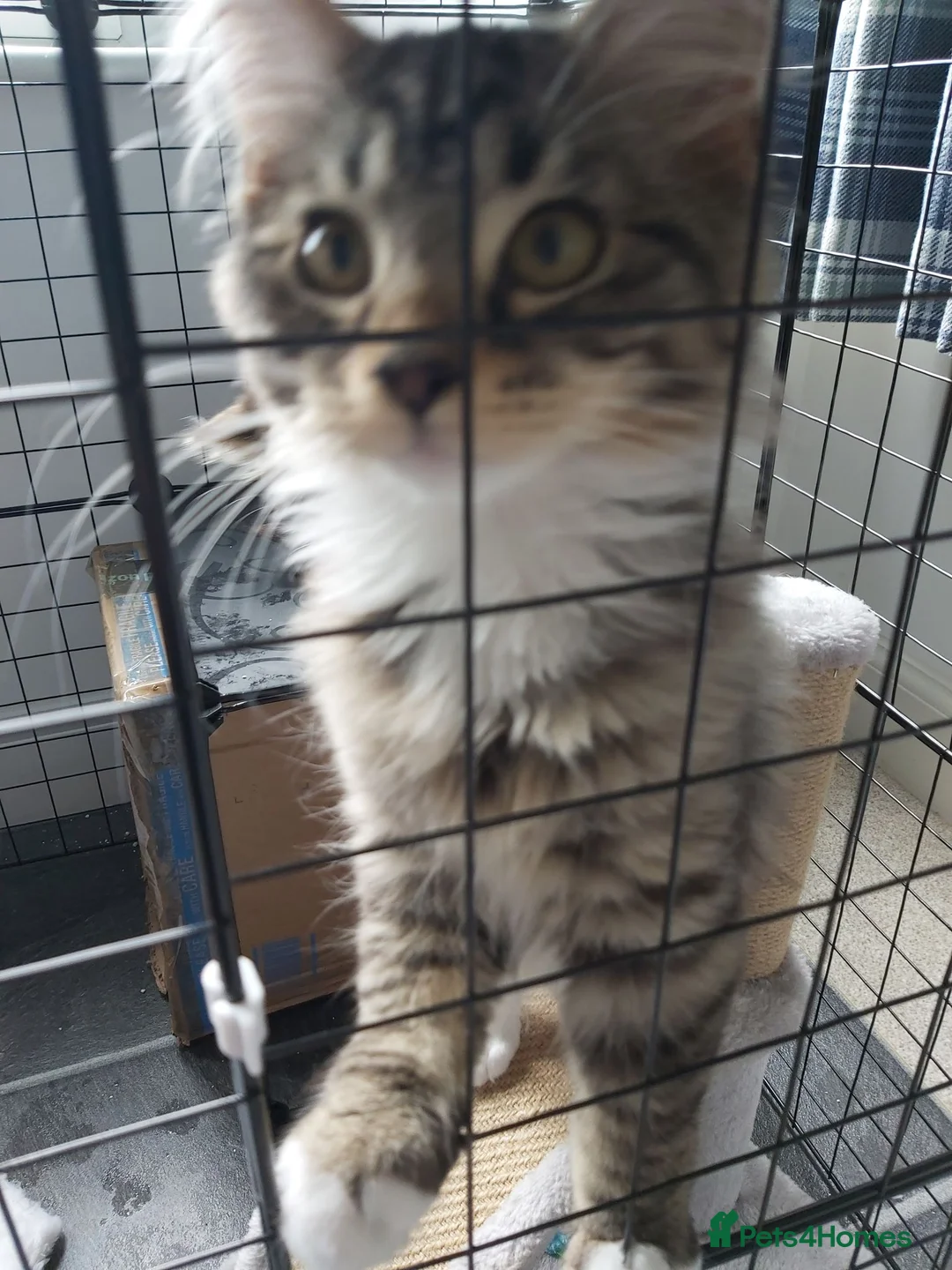 Mixed Breed cats for sale: Gorgeous kittens in Largs - Advert 6