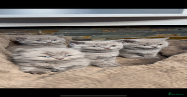 British Shorthair cats - Advert 1