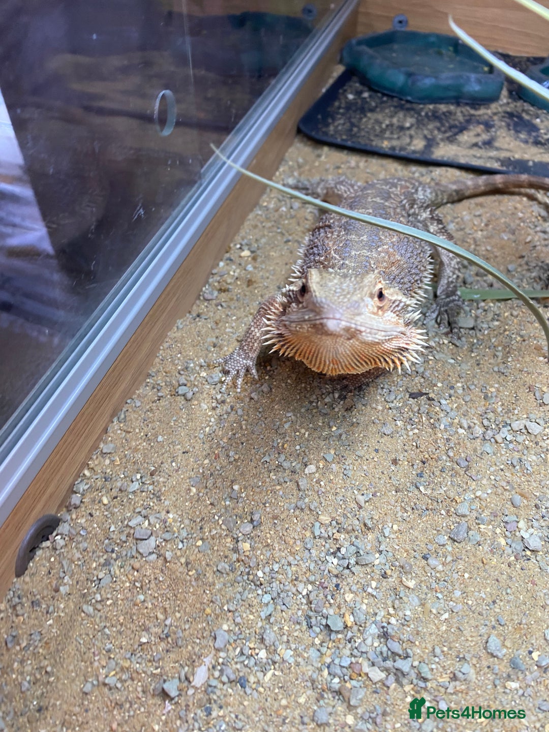 Dragon reptiles for sale: Beautiful 7-Month Bearded Dragon & Complete Setup - Advert 6