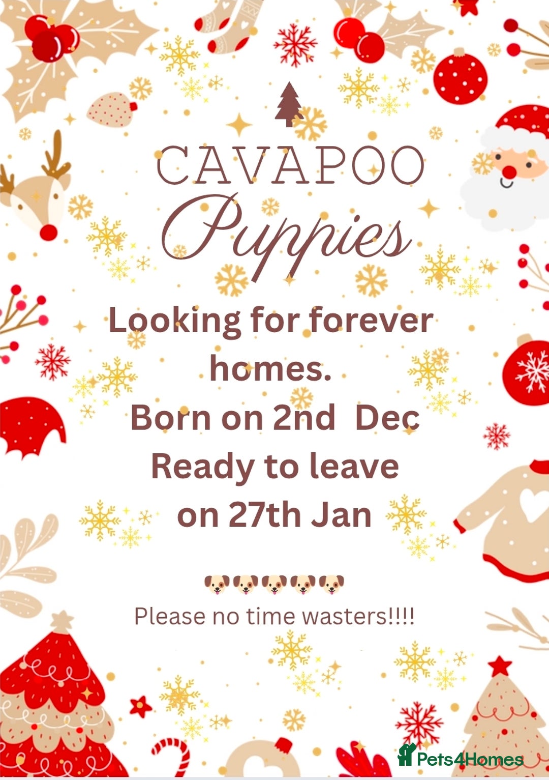 Cavapoo dogs for sale: Dashing Cavapoo Puppies  - Advert 1