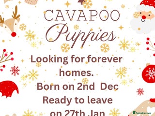Cavapoo dogs Most adorable Cavapoo Puppies - Advert 1