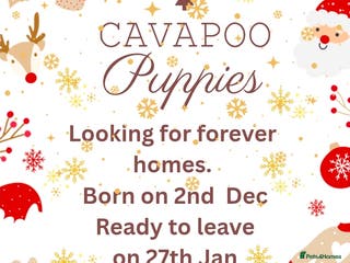 Cavapoo dogs Dashing Cavapoo Puppies - Advert 6