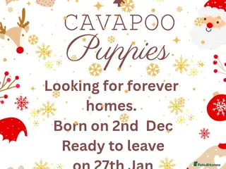 Cavapoo dogs Dashing Cavapoo Puppies - Advert 7