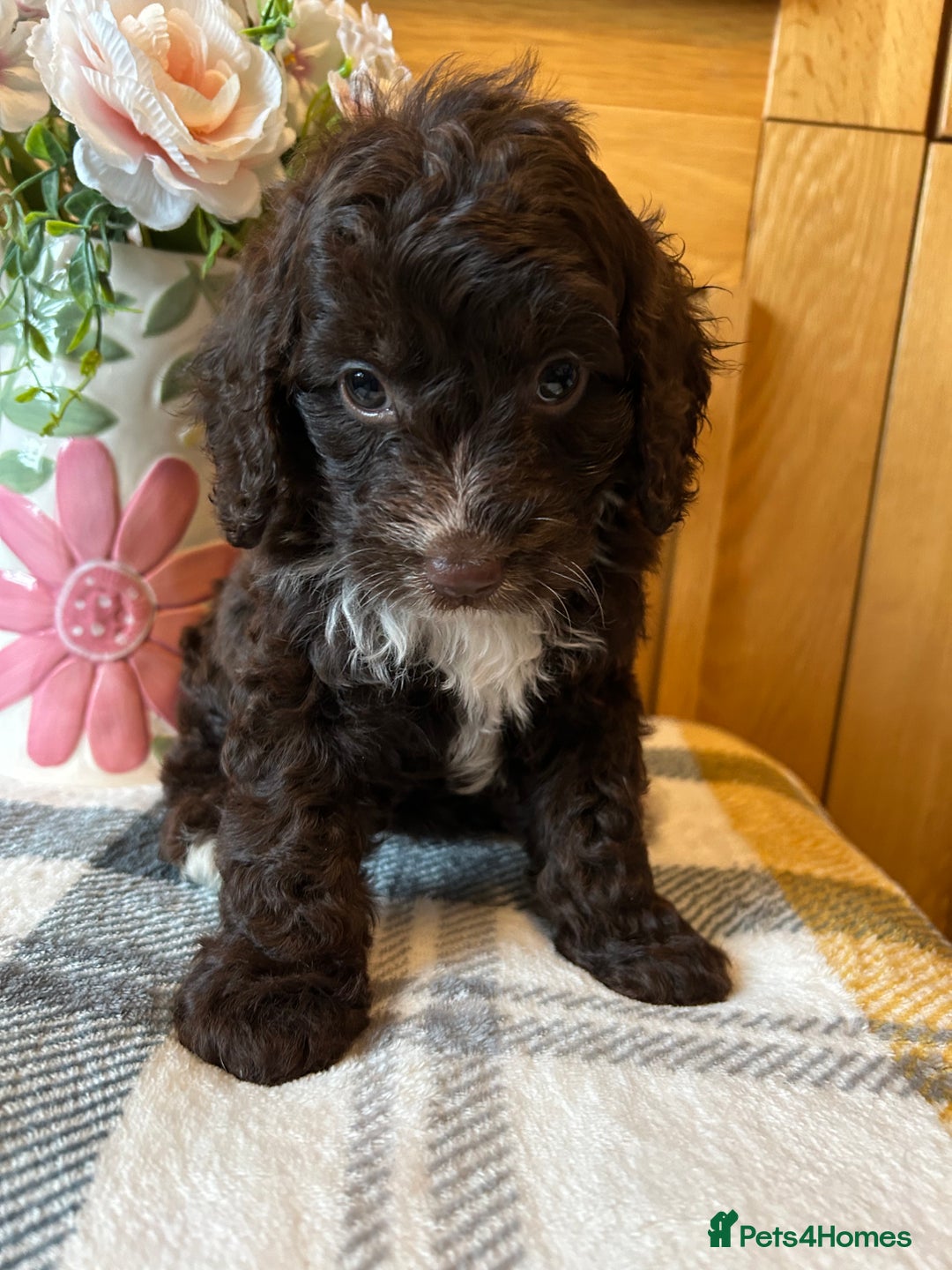 Cockapoo dogs for sale: Stunning Cockapoo puppies ready in a week  - Image 5