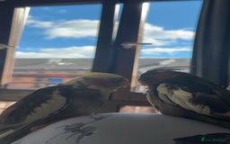 Cockatiels birds for sale: Male&female cockatiel for sale - Image 5