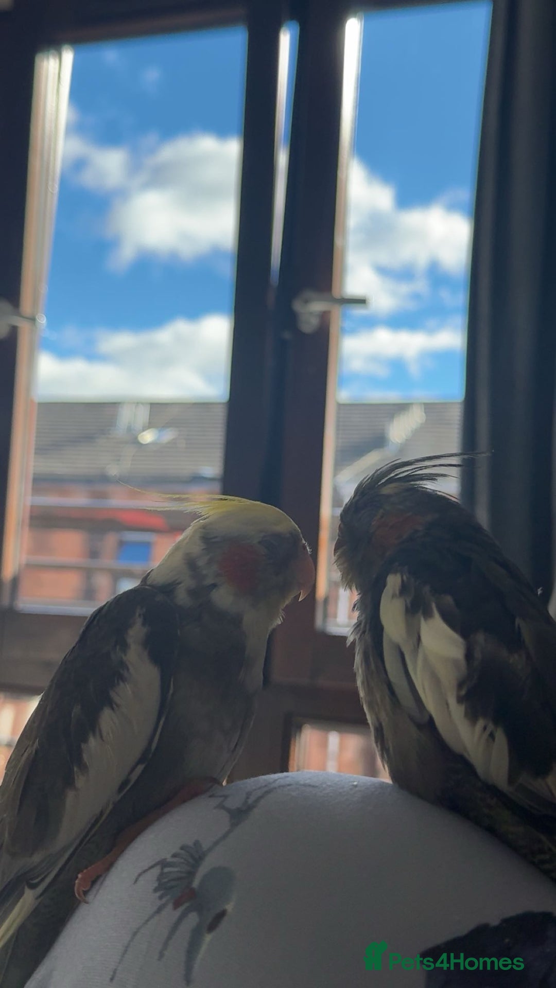 Cockatiels birds for sale: Male&female cockatiel for sale - Image 5