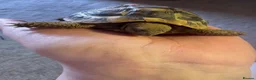 Tortoise reptiles for sale: 3 year old Hermanns tortoise with setup - Advert 1