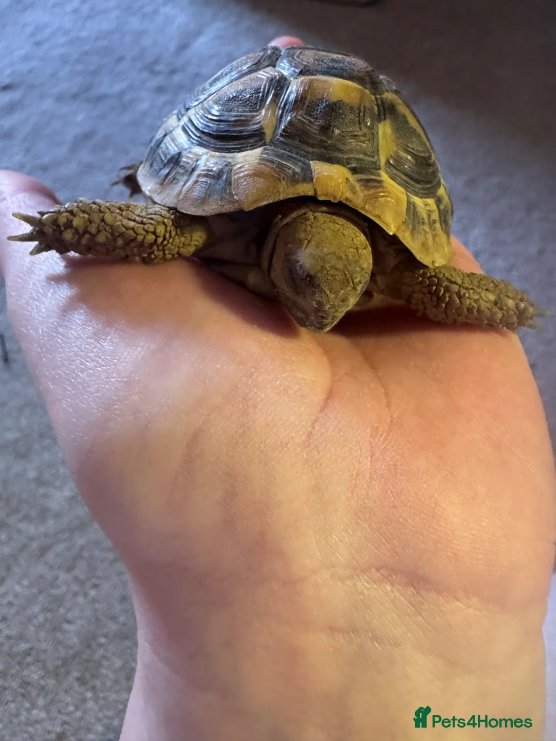 Tortoise reptiles for sale: 3 year old Hermanns tortoise with setup - Advert 1