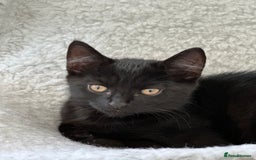 Maine Coon cats for sale: Cute kitten urgently for sell  - Image 3